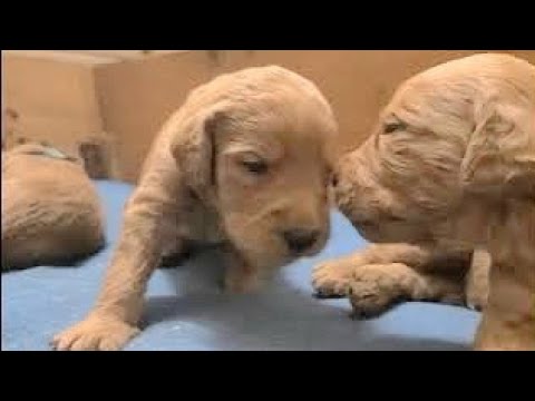 Cutest Two Week Old Newborn Baby Puppies Video | Cute Puppies