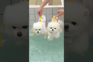 Cutest puppies for ever seen.#shorts #viral #trending #new #funny #comedy #pets #dog #cutedog