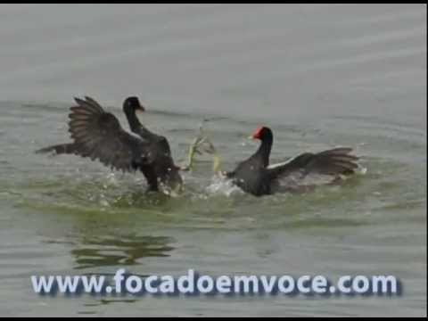 Duelo entre Pássaros / Frango D'água - Animal Fights