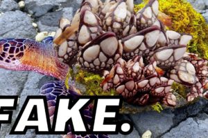 Fake Barnacle Removal Turtle Rescue Videos Need To Stop.