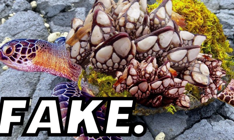 Fake Barnacle Removal Turtle Rescue Videos Need To Stop.