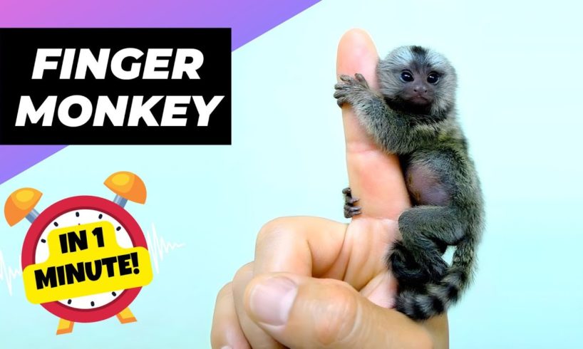 Finger Monkey - In 1 Minute! 🐒 One Of The Cutest And Exotic Animals In The World | 1 Minute Animals