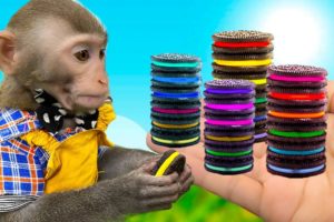 Funniest Animals 2023 🙉| Monkey Baby Bim Bim eats RAINBOW OREO and play with naughty dinosaur