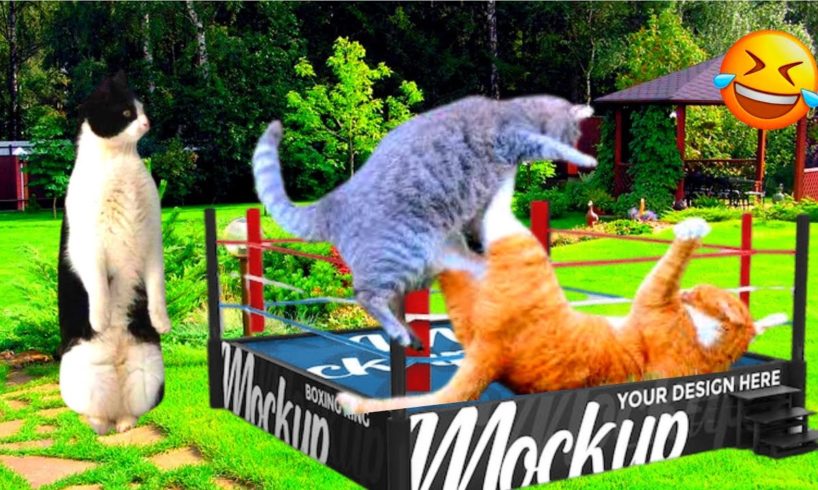 Funny Animal Fights🤣Video Compilation 2023