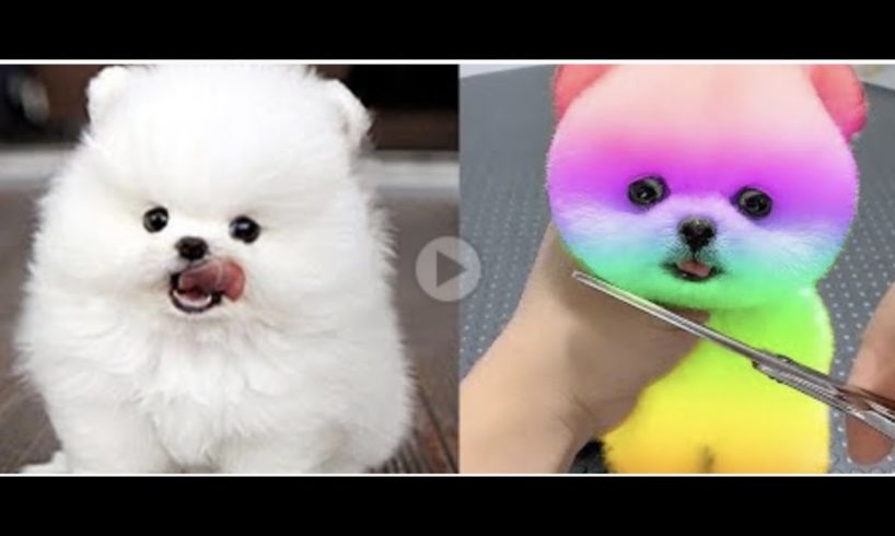 Funny and Cute Pomeranian Videos #4 | Cutest Puppies