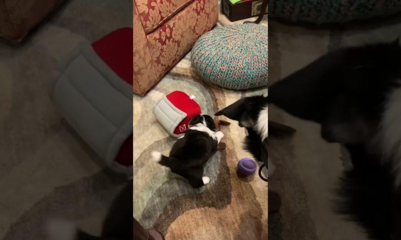 Gideon￼ my Border collie playing with his clone his and daughter. Cutest puppies ever