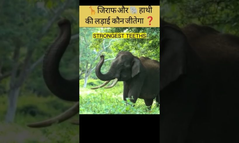 ➡️🦒Giraffe VS 🐘Elephant ⬅️ ⭐Best Animal Fights In Jungle #shorts #factsinhindi #animals