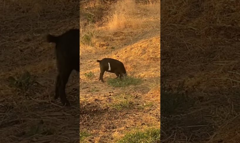 Goat fights bush and gives up… silly animal !!