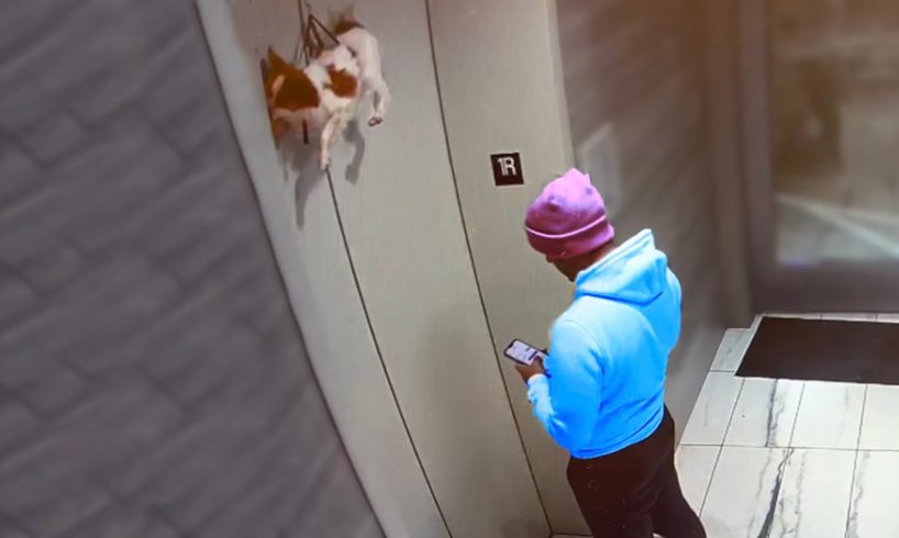 Guy Saves Dog Hanging from Elevator