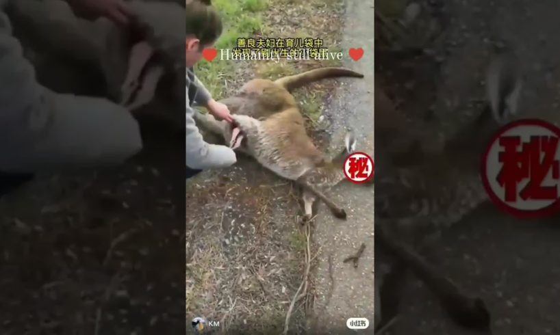 Humanity Still alive /kangaroo rescue #kangaroo #child #road #accidents #animals #shorts #vedio