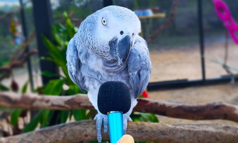 I interviewed animals with a tiny mic 3