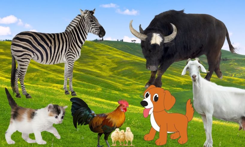 Interesting animals around us: Horse, dog, cow, cat, chicken,...