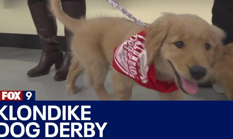 Lake Minnetonka Klondike Dog Derby hosting cutest puppy contest