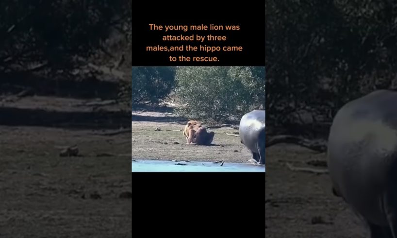 Lion rescued by hippo #shorts #animals #lion #hippo #fight