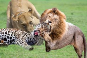 Lion vs Leopard || Leopard was sleeping when a lion attacked - Wild animal fights #lion #animals