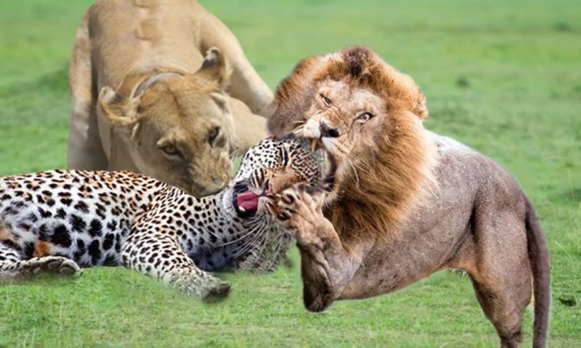 Lion vs Leopard || Leopard was sleeping when a lion attacked - Wild animal fights #lion #animals