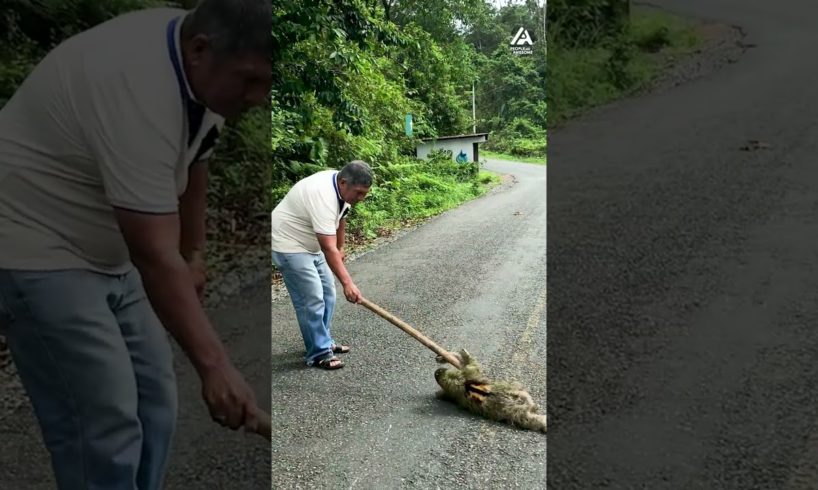 Man Helps Sloth Cross Road Using a Tree Branch | People Are Awesome #animals #animalrescue #shorts