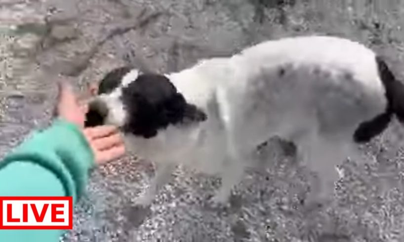 Melanie and Alex are happy together in the shelter 🥰They was locked in a chain for months