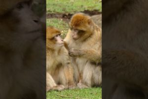 Most Beautiful Animals playing together #joomejopathan