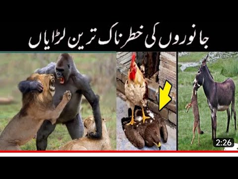 Most Dangerous Fights in Animal Kingdom | Zaid suleman