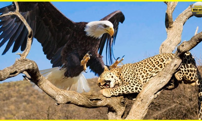 Mother Leopard Suffering Crazy Attacks Eagles Avenging Her Children | Animal Fights