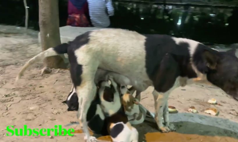 Mother's Love | Loves Amongst Cutest Puppies While Mother Feeding With True Love | মায়ের ভালোবাসা॥