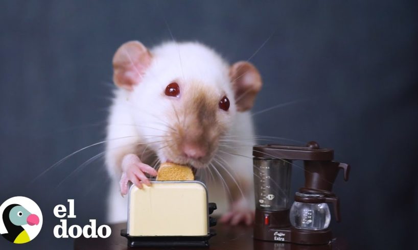 Mujer le cocina versiones mini de su comida a sus ratas | El Dodo