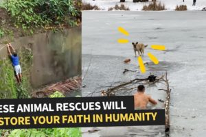 People Risking Their Lives To Save Animals | Animal Rescue Comp