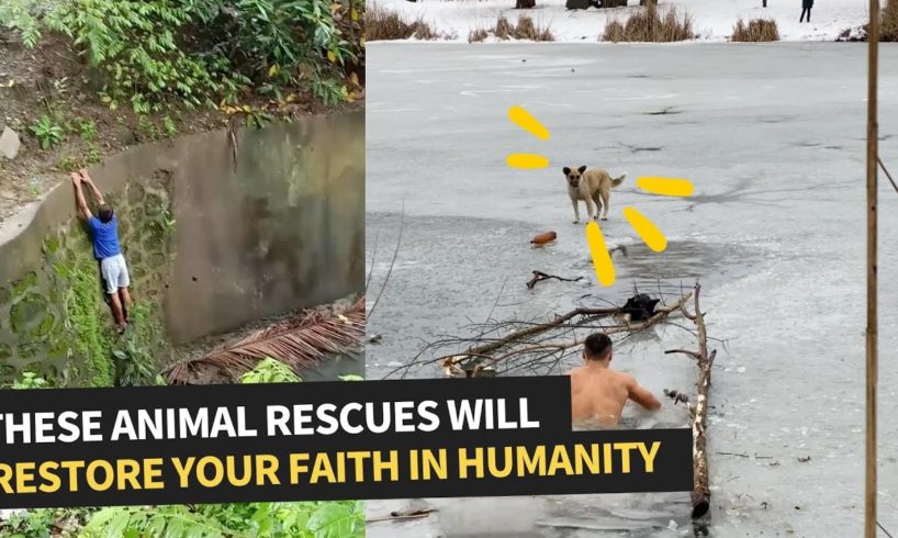 People Risking Their Lives To Save Animals | Animal Rescue Comp