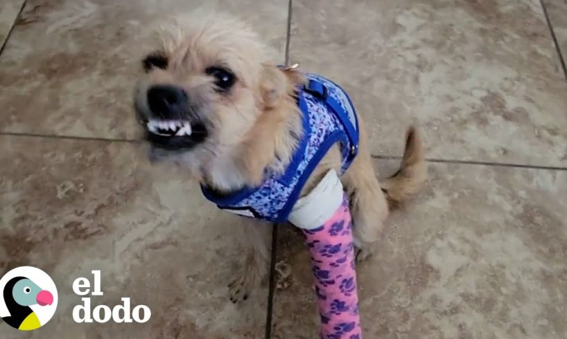 Perro cojo encontrado en medio de la carretera ahora sonríe | El Dodo