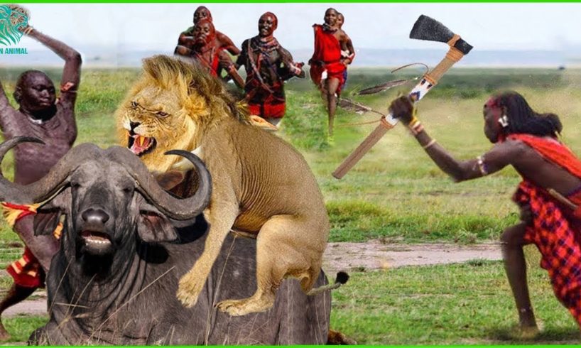 Poor King Lion Was Brutally Destroyed by Buffalos & Maasai Tribe Warriors | Animals Fight