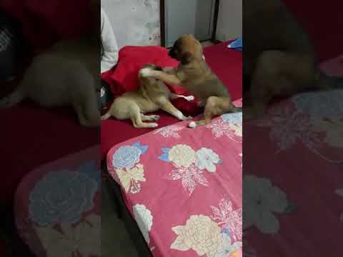 Puppies playing time 🤣😘💕 #ytshorts #shorts #short #cute 💕 #youtubeshorts #viral  #dog  #animals