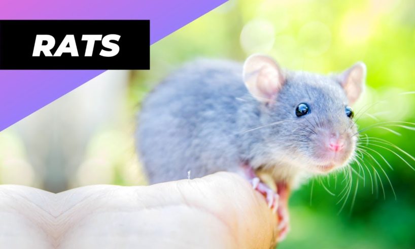 Rats 🐁 One Of The Most Intelligent Animals In The World #shorts