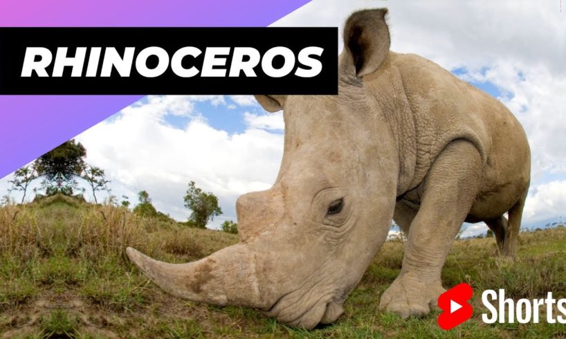 Rhinoceros 🦏 One Of The Tallest Animals In The World #shorts