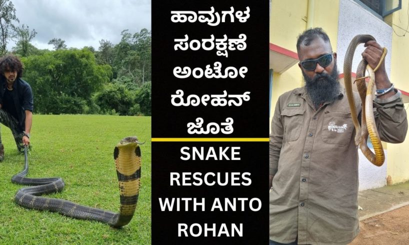 SNAKE RESCUE #83 (SNAKE RESCUES WITH ANTO ROHAN)