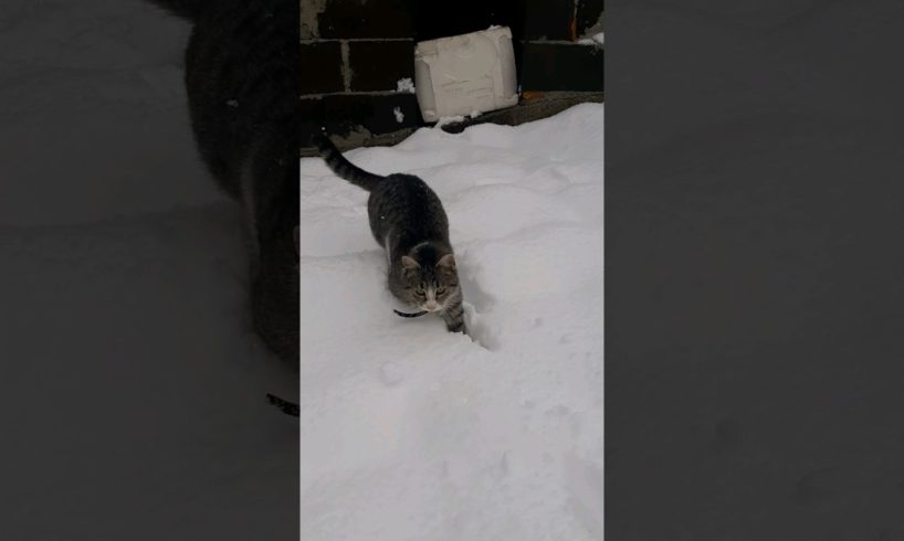 Snow cat🌬🌨🐾🐈 #animals #snow #beautiful #magical #sweet #cute #snowflakes #nature #cat #winter