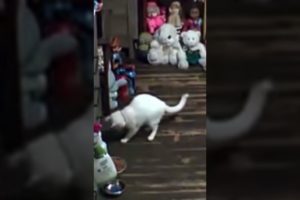 Snowangel playing around #cats #kitty #playful  #funny #animals