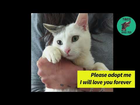 Sunny, a very sweet cat is looking for forever home - Takis Shelter