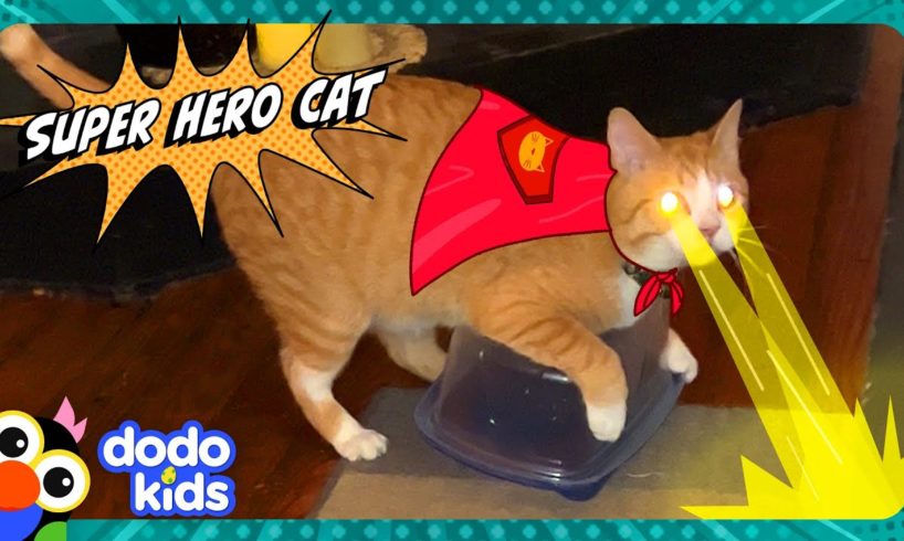 Super Hero Cat Fights Crime And Saves…Containers? | Dodo Kids | Animal Videos