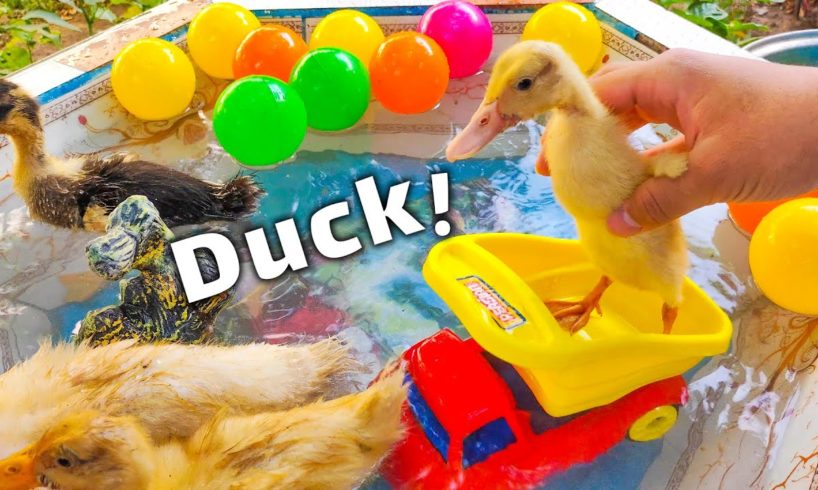 Swimming and washing ducklings | Ducklings playing | Baby Ducks so cute | Funny Animals video | pets