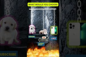 TERRIBLE CHOICE | What Would You Choose Cutest Puppy or Kitten or Newest iPhone #shorts