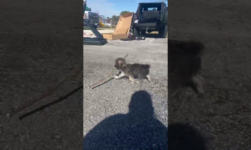 That’s Just My Baby Dog | Cutest Puppy Fetches Stick Bigger than Herself #youtubeshorts #puppy