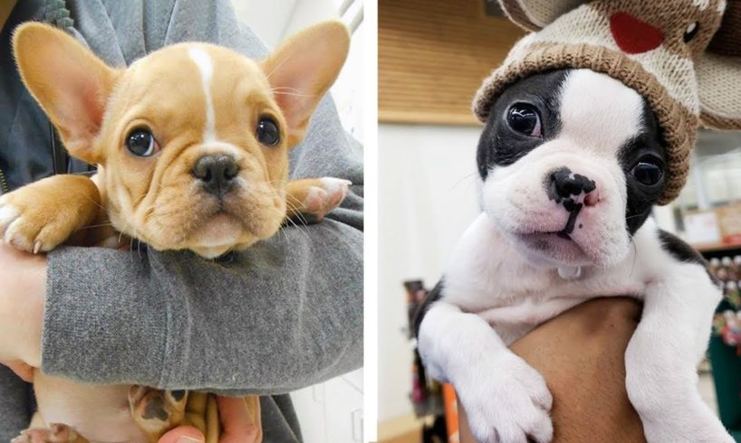 🥰The Best Adorable Bulldogs in The Planet Makes Your Heart Melt 🐶|Cutest Puppies