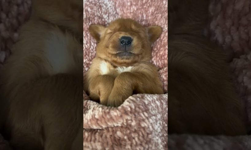 The Cutest Puppy Taking a Nap in Bed - You Won't Believe How Cute He Is! Animal Video #shorts