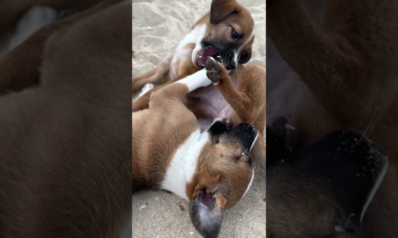 🤍🤎Three Cute Puppies🐶on Beach| Cuteness Overload Trio♥️✨I Can’t Control My Hands To Take Pictures