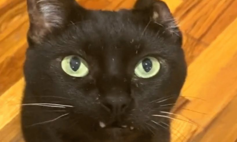 Woman adopted this unusual cat. And people are obsessed with his looks.