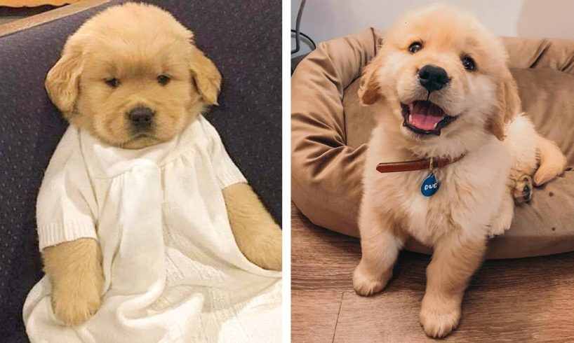 🐶 You Will Laugh When You Watch These Adorable Golden Puppies 🐶| Cute Puppies