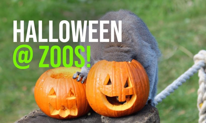 Zoo Animals Playing with Pumpkins Vol. 2 (Halloween 2022)