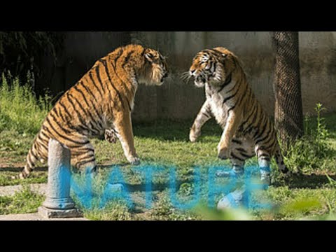 animaL fighting|animal fighting for kids and food|8k Nature relaxation video|8K NATURE VIDEOS ULTRA