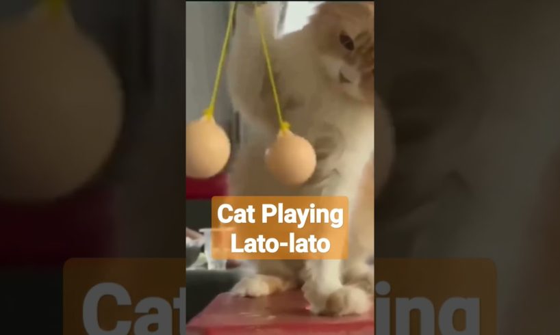 #cat playing lato-lato || #cats #catlover #animallover #animals #shorts